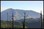 Mount St. Helens - trees killed from the eruption (23kb)