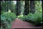 Redwood Forest Trail (50kb)
